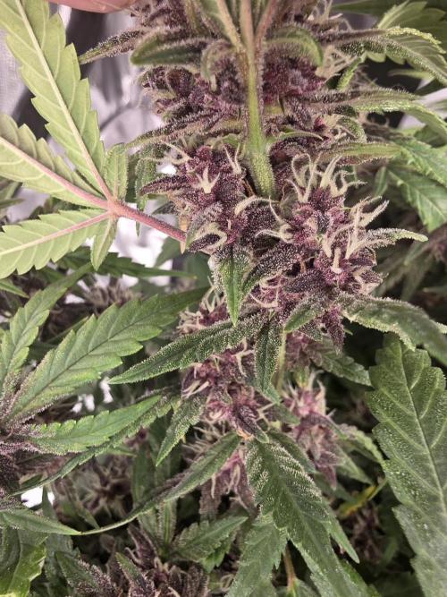 Papaya cookies fast bud. Week 10