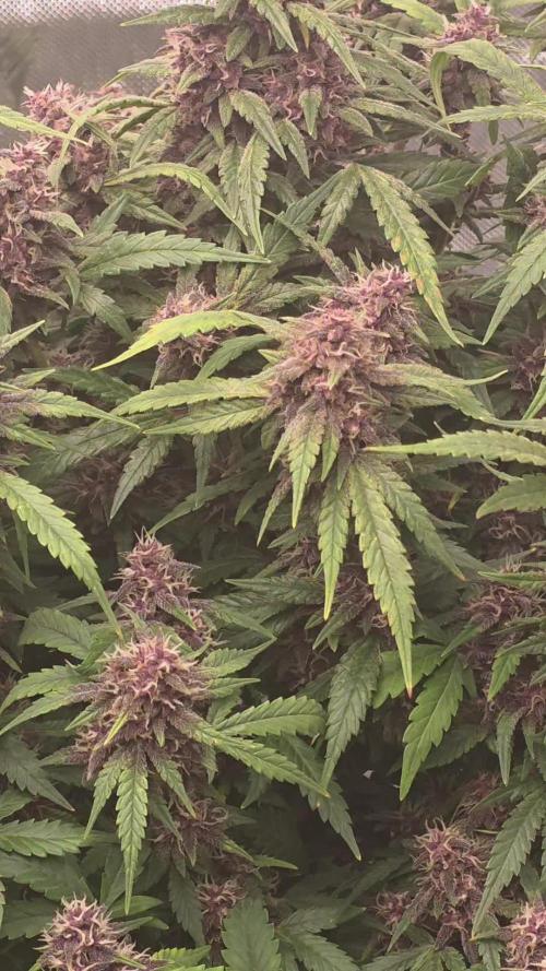 Papaya cookies fast bud