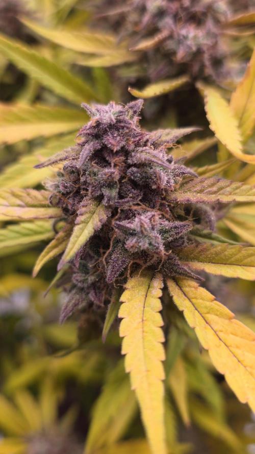 Papaya cookies fast bud. Week 11 - Papaya cookies 