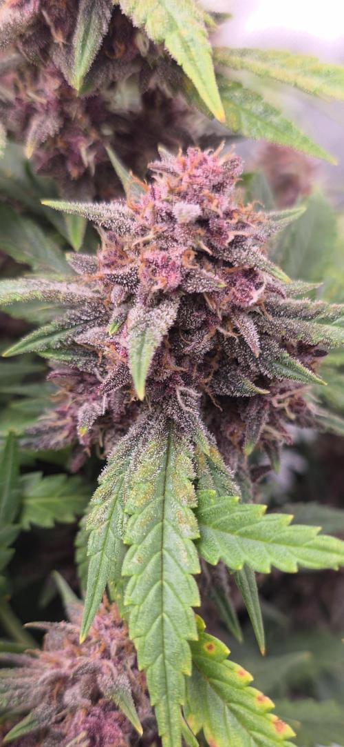 Papaya cookies fast bud. Week 11 - Banana prurple punch rf3