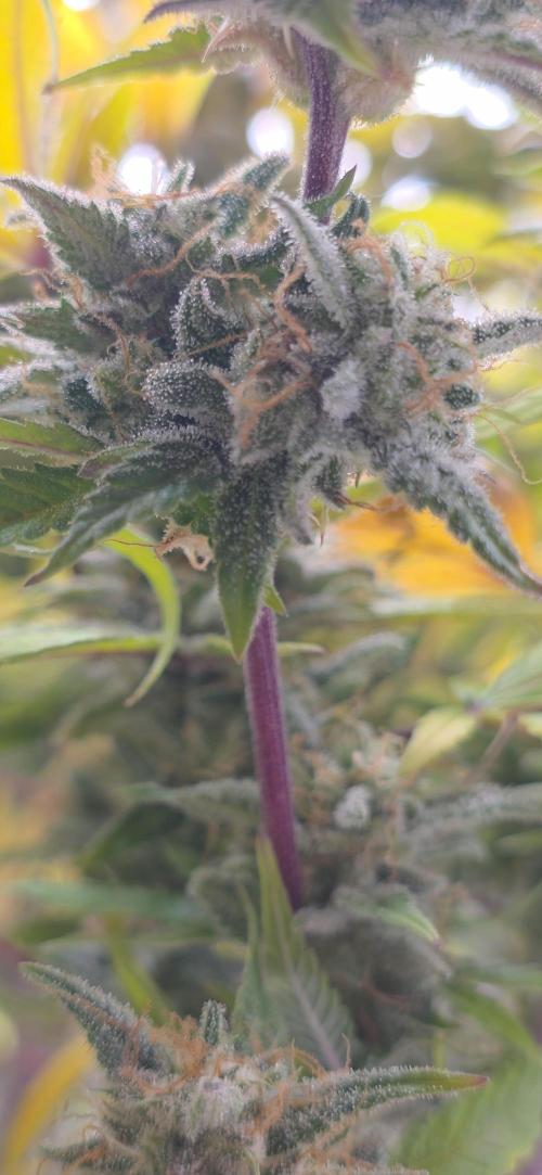 Papaya cookies fast bud. Week 11 - Papaya cookies 
