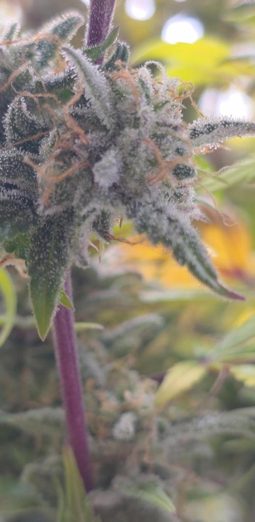 Papaya cookies fast bud. Week 11