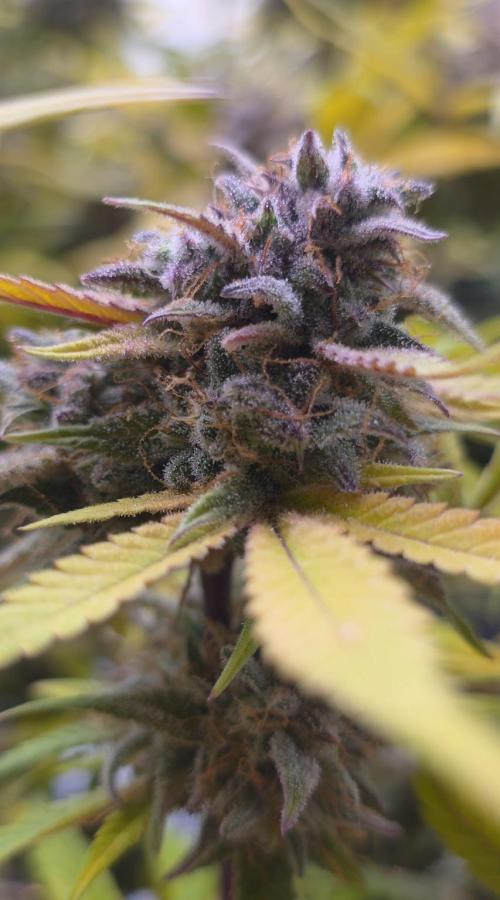 Papaya cookies fast bud. Week 11