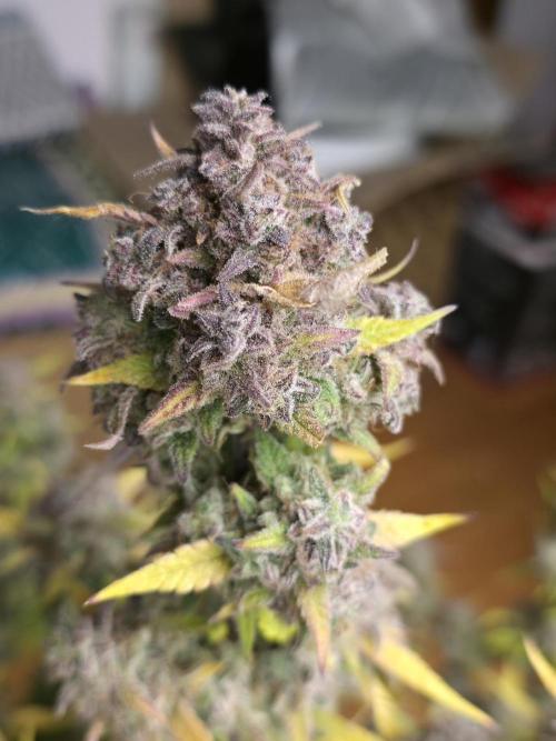 Papaya cookies fast bud. Week 11 - Papaya cookies 