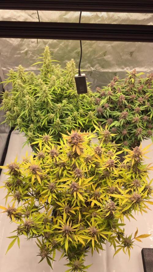 Papaya cookies fast bud