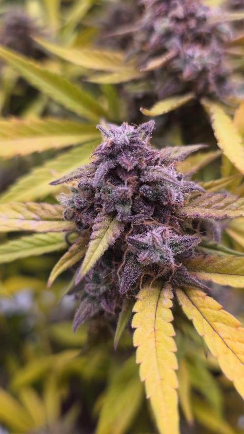 Papaya cookies fast bud. Week 11 - Papaya cookies 