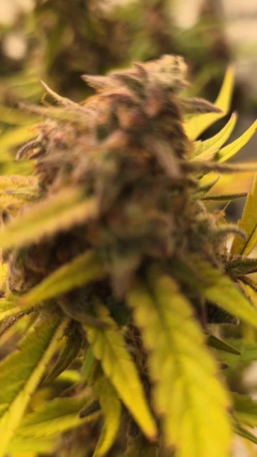 Papaya cookies fast bud