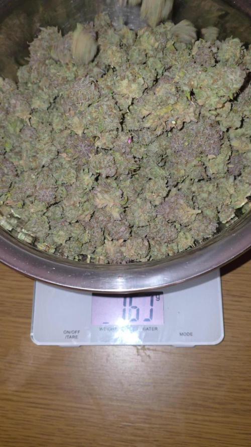 Papaya cookies fast bud
