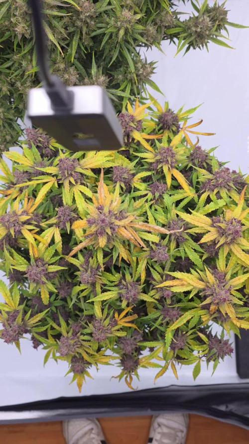 Papaya cookies fast bud