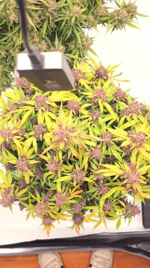 Papaya cookies fast bud