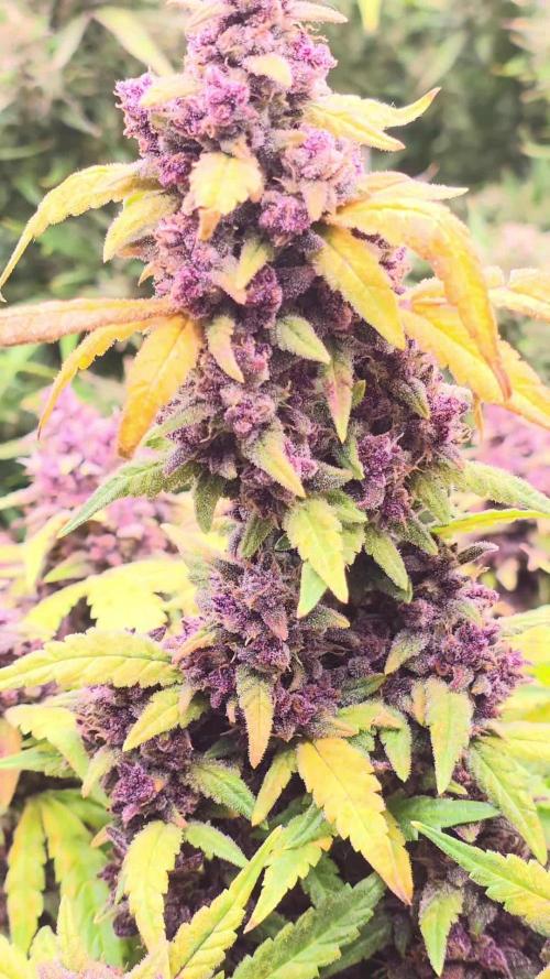 Papaya cookies fast bud