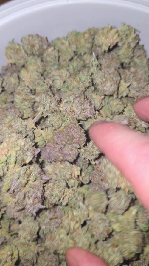 Papaya cookies fast bud