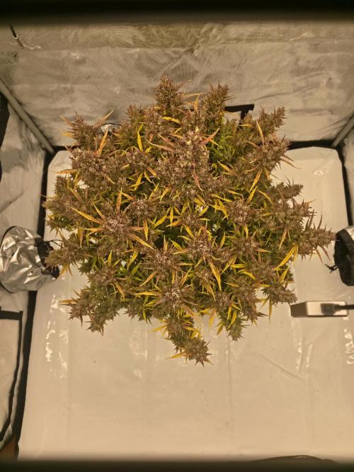 Papaya cookies fast bud. Week 17