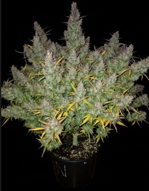 Papaya cookies fast bud. Week 17