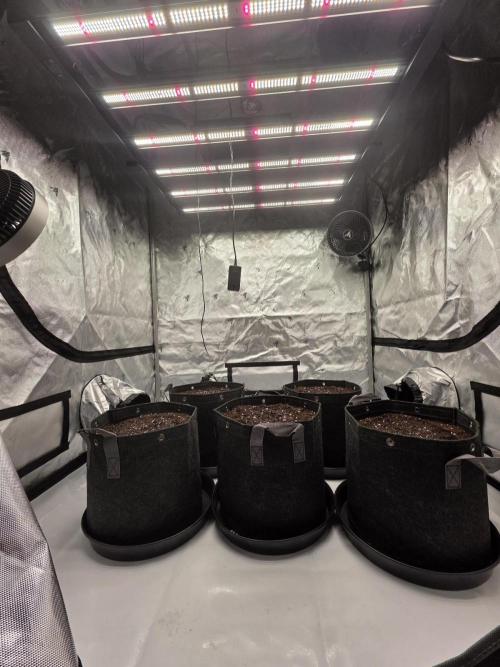 Gorilla cookies fast bud. Week 0