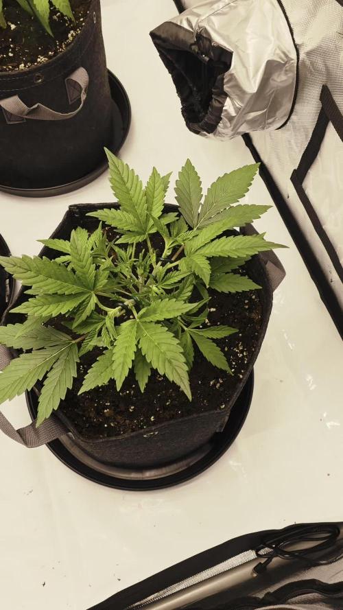 Gorilla cookies fast bud