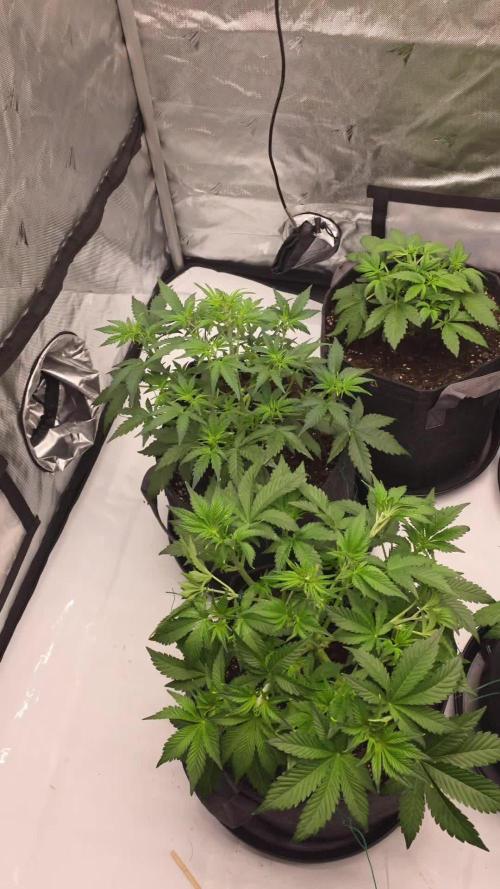 Gorilla cookies fast bud