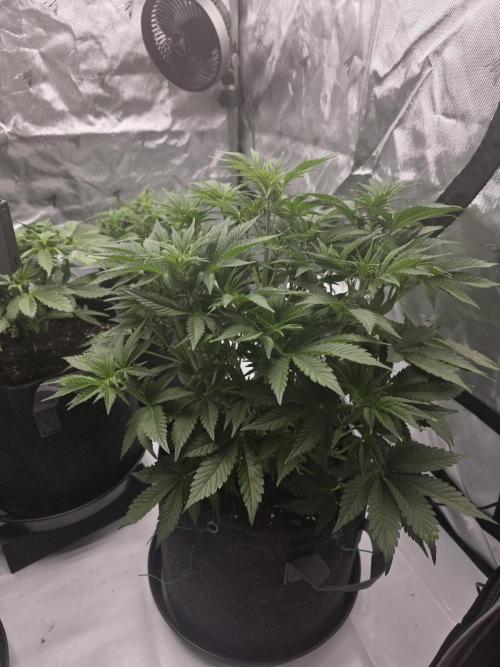 Gorilla cookies fast bud. Week 6