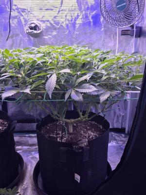 Comment by Dottgreenthumb photo #1