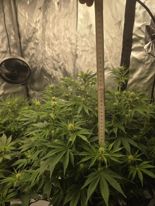 Gorilla cookies fast bud. Week 7
