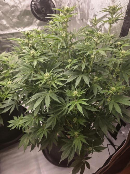 Gorilla cookies fast bud. Week 7