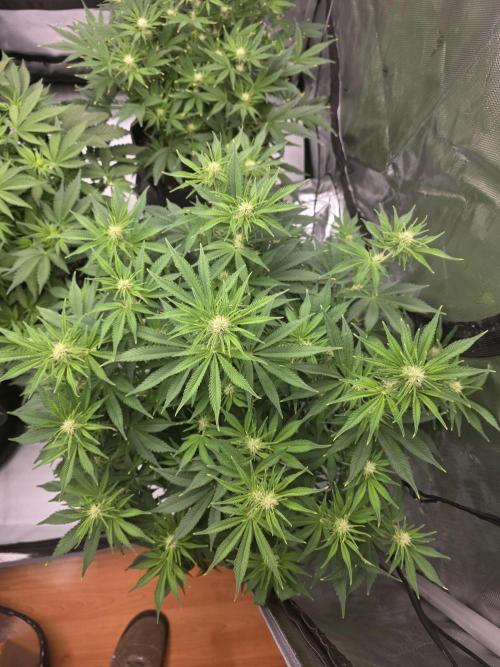 Gorilla cookies fast bud. Week 7