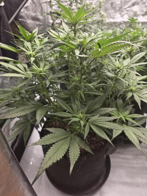 Gorilla cookies fast bud. Week 7