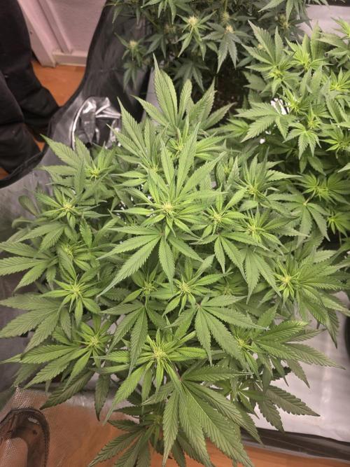 Gorilla cookies fast bud. Week 7
