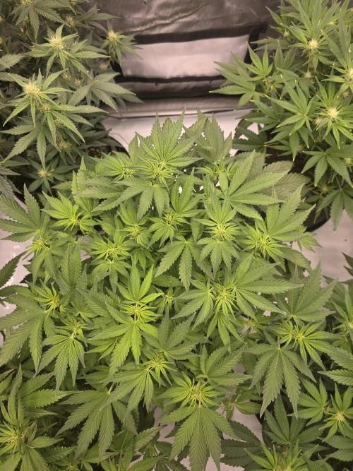 Gorilla cookies fast bud. Week 7