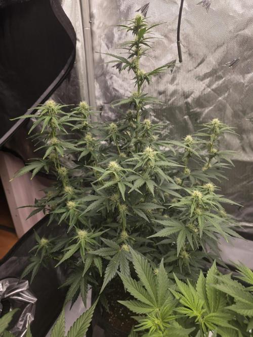 Gorilla cookies fast bud. Week 7