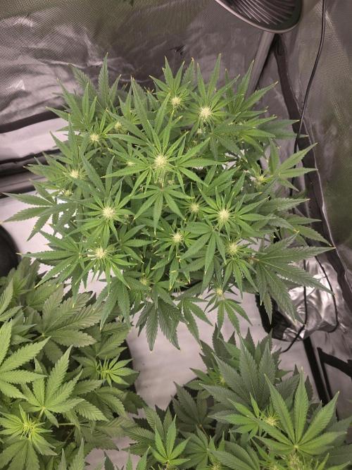 Gorilla cookies fast bud. Week 7