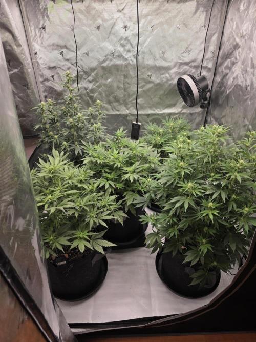 Gorilla cookies fast bud. Week 7