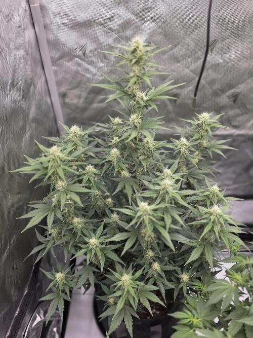 Gorilla cookies fast bud. Week 7
