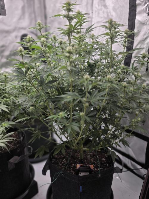 Gorilla cookies fast bud. Week 7