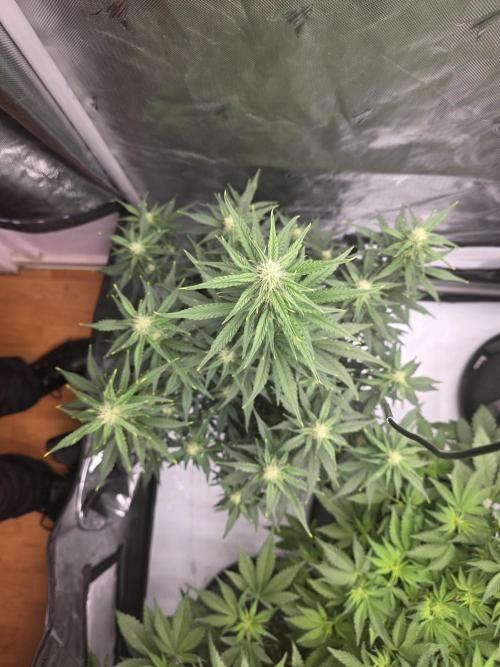 Gorilla cookies fast bud. Week 7