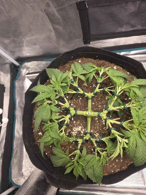 LFG barneys farm. Week 8