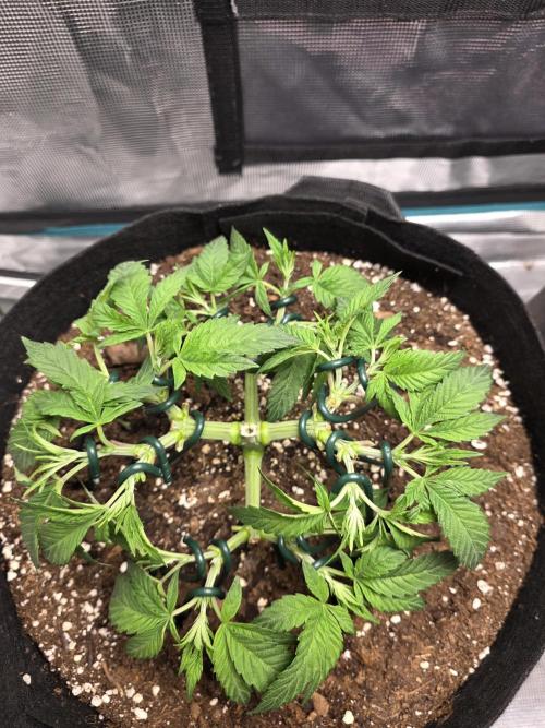 LFG barneys farm. Week 8