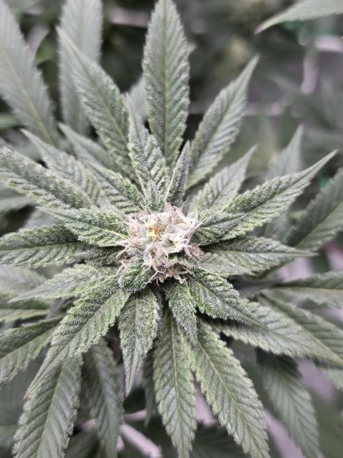 LFG barneys farm. Week 14
