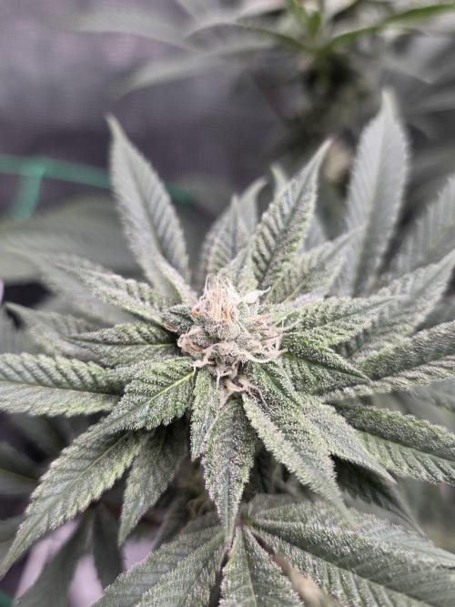 LFG barneys farm. Week 14
