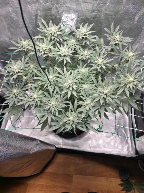 LFG barneys farm. Week 14