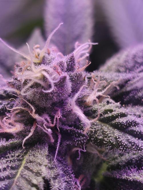 LFG barneys farm. Week 14