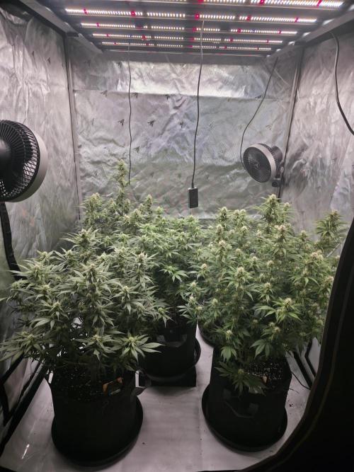 Gorilla cookies fast bud. Week 8 - Giorno 60 