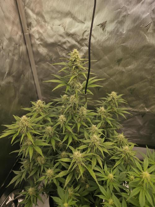 Gorilla cookies fast bud. Week 8 - Giorno 60 California snow