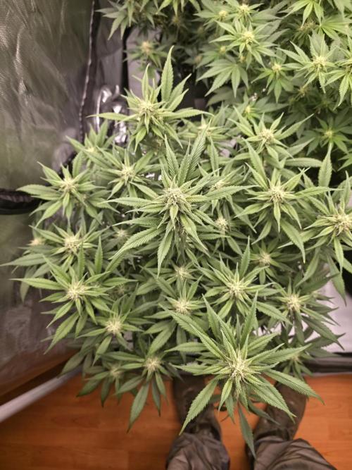 Gorilla cookies fast bud. Week 8 - Giorno 60 strawberry gorilla 
