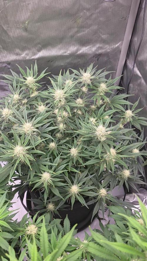 Gorilla cookies fast bud
