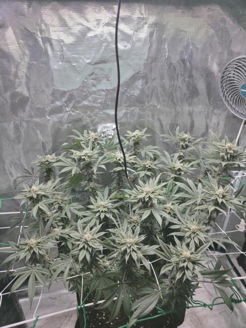 LFG barneys farm. Week 15