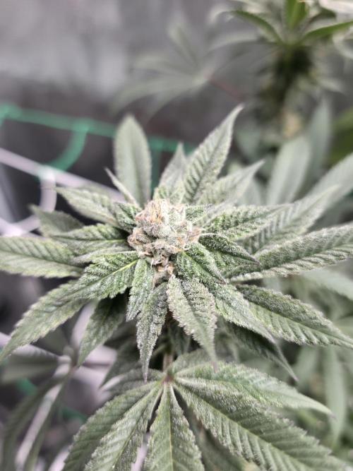 LFG barneys farm. Week 15