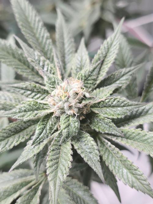LFG barneys farm. Week 15
