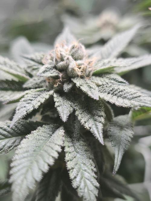 LFG barneys farm. Week 15