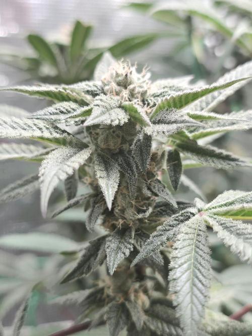 LFG barneys farm. Week 15